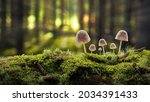 Mossy surface in autumn forest with a small mushrooms, moss, spruce cones and sun ray. Image with a copy space. A background image. Realistic 3d illustration. 