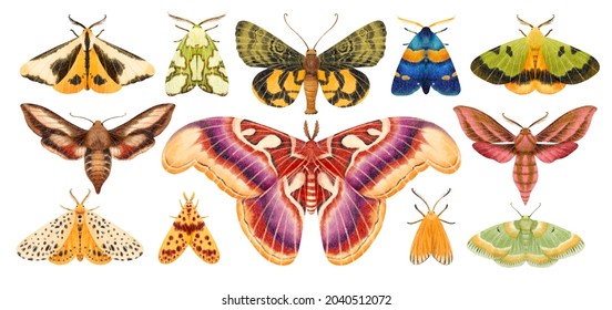 Moth Butterfly Watercolor Hand Painted Illustration Collection