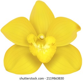 Moth Orchids Narcissus Yellow Petal Flower