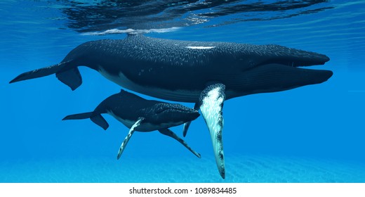 Mother And Baby Humpback Whales 3D Illustration - A Humpback Whale Calf Hides Under His Mother's Belly For Protection In A Large Ocean Environment.