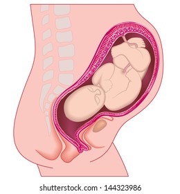 A mother and child in human prenatal pregnancy illustration