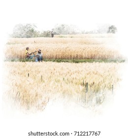 Mother And Daughter Ride The Bicycle In Barley Rice Field. Watercolor Painting (retouch).