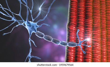 Motor neuron connecting to muscle fiber, 3D illustration. A neuromuscular junction allows the motor neuron to transmit a signal to the muscle causing contraction. It is affected by toxins and diseases
