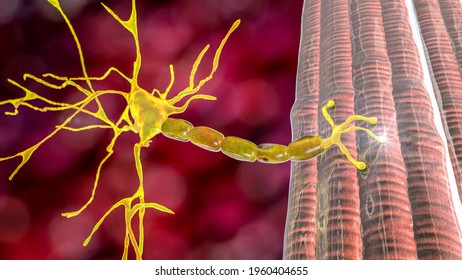 neuromuscular junction motor neuron