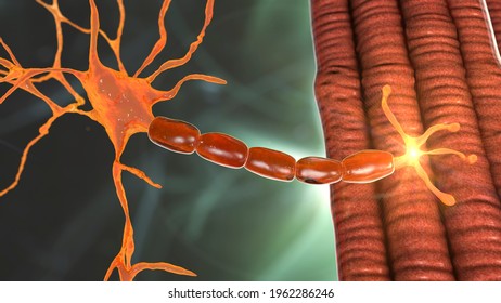 neuromuscular junction motor neuron