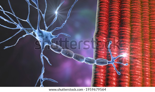 Motor neuron connecting to muscle fiber, 3D
illustration. A neuromuscular junction allows the motor neuron to
transmit a signal to the muscle causing contraction. It is affected
by toxins and
diseases