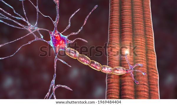 Motor neuron connecting to muscle fiber, 3D\
illustration. A neuromuscular junction allows the motor neuron to\
transmit a signal to the muscle causing contraction. It is affected\
by toxins and\
diseases