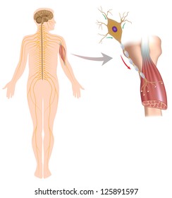 Motor Neuron Controls Muscle Movement