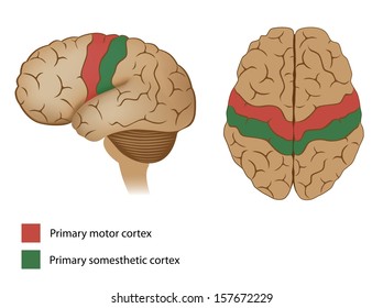 Motor and sensory areas of the brain