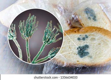 Mouldy Bread And Close-up View Of Penicillium Fungi, The Causative Agent Of Bread Mould, Photo And 3D Illustration