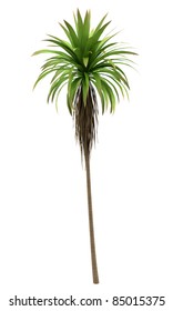 Mountain Cabbage palm tree isolated on white background