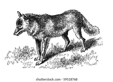 3,305 Engraving Wolf Images, Stock Photos & Vectors | Shutterstock
