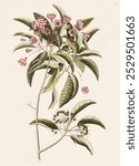 Mountain Laurel (1754) by Mark Catesby (1683-1749). Vintage flower art, botanical drawing illustration, old flora painting, flower art print.