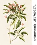 Mountain Laurel (Chamaedaphne foliis) by Mark Catesby (1683-1749). Small laurel flowers. Vintage flower art drawing illustration, old botanical floral plant painting art print.