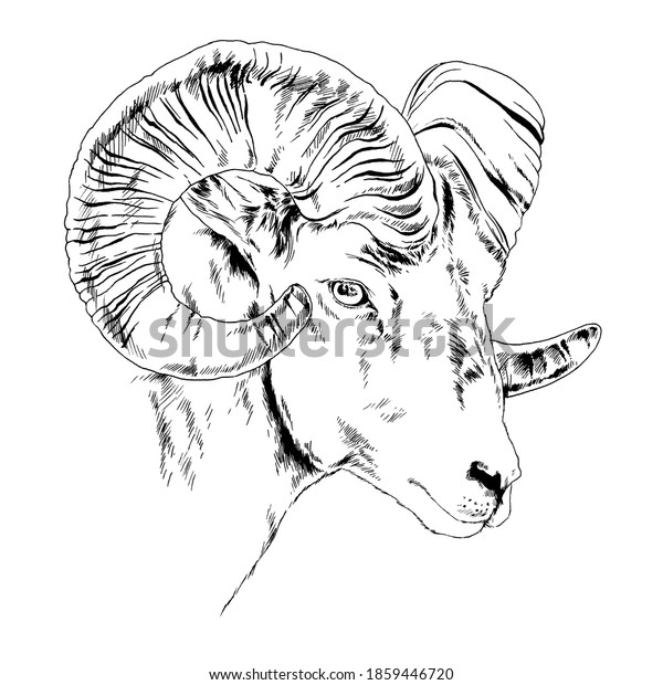 Mountain Sheep Horns Inkdrawn Sketch Stock Illustration 1859446720 ...