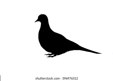 Mourning Dove Silhouette 