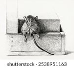 Mouse (1821) by Jean Bernard (1775-1883). Black and white mouse animal sketch. Vintage black and white mouse animal art drawing illustration, old painting art print of animal.