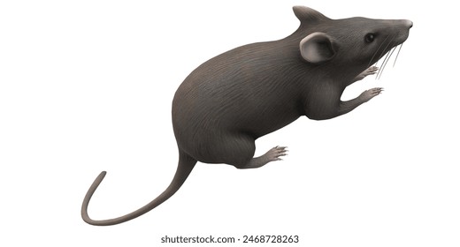 Mouse isolated on white Background