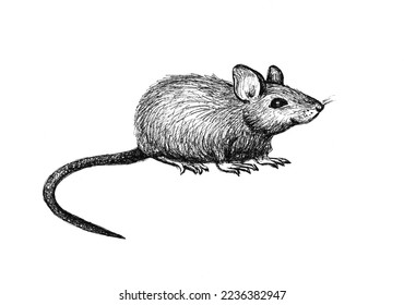 mouse standing white background