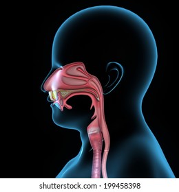 Mouth Anatomy