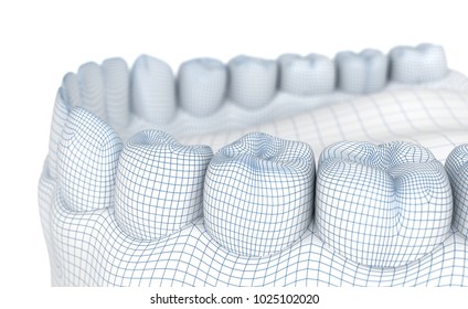 Mouth Gum And Teeth. Wire 3d Model Illustration