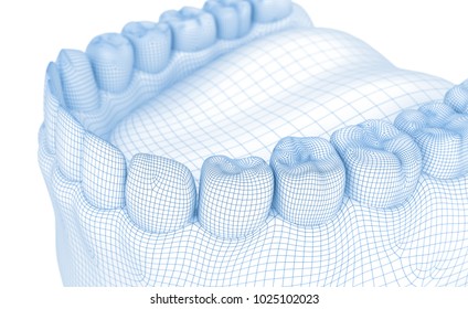 Mouth Gum And Teeth. Wire 3d Model Illustration