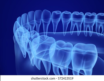 Mouth gum and teeth xray view. Medically accurate tooth 3D illustration  