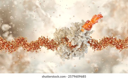The mRNA strand carries genetic code. Cellular translation process. A ribosome synthesizes protein based on mRNA information. The ribosome decodes mRNA to form a protein chain. Molecular biology 3D