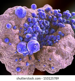 MRSA Bacteria