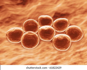 MRSA Bacteria