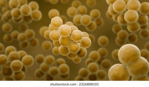 MRSA bacteria, Staphylococcus aureus 3d illustration