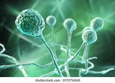 Mucor-Schimmel, schwarzer Fungus, Brotschimmelpilze, 3D-Illustration. Opportunistische Pilze, die Mukormykose mit Haut, Nasennebenhöhlen, Gehirn und Lunge verursachen. Komplikation von Covid-19