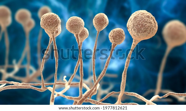 Mucor mold, black fungus, yellow fungus, bread\
mold fungi, 3D illustration. Opportunistic fungi that cause\
mucormycosis involving skin, nasal sinuses, brain and lungs.\
Complication of\
Covid-19