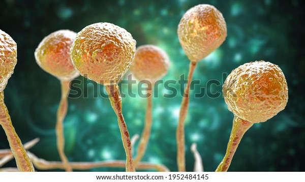 Mucor mold, bread mold fungi, found in\
soil, digestive systems, 3D illustration. Opportunistic fungi that\
cause zygomycosis, and also involved in nose infections, chronic\
fungal\
rhinosinusitis
