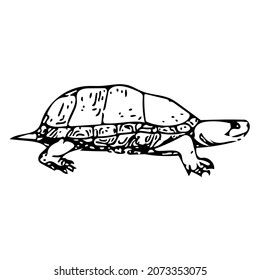 Mud Turtle Black White Illustration Isolated Stock Illustration ...