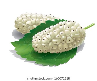 Mulberry Illustration