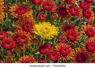 Multi Colored Garden Mums,digital Oil Painting