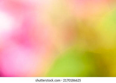 Multicolor Background Concept - Soft Focus Natural Color Gradient - Hyper Macro - Hyper Blur