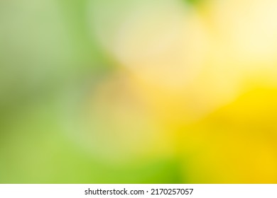 Multicolor Background Concept - Soft Focus Natural Color Gradient - Hyper Macro - Hyper Blur