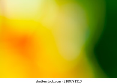 Multicolored Background Concept - Flower Natural Color Gradient By Soft Focus And Hyper Macro - Soft Focus