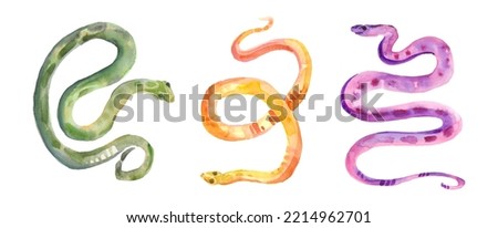 Multicolored Snakes Watercolor Illustration Isolated on the white background