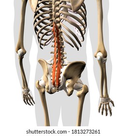 Multifidus Muscle Isolated On Spinal Column Stock Illustration Shutterstock