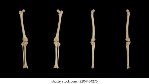 Multiple views of Thigh and Leg ,3D rendering