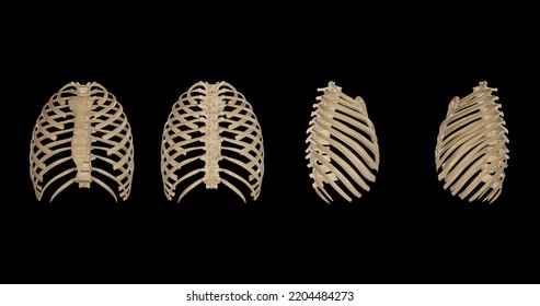 Multiple Views Of Thoracic Cage,3D Rendering