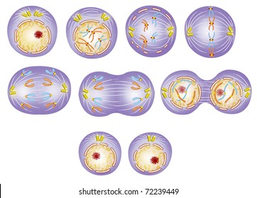 Multiplication Cycle And Cell Development Of Human Beings