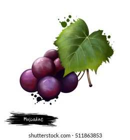 Muscadine Isolated On White. Muscadine Grapes Are Rich Sources Of Polyphenols. Vitis Rotundifolia, Grapevine Species Native To Southeastern And South-central US. Digital Art Illustration. Watercolor