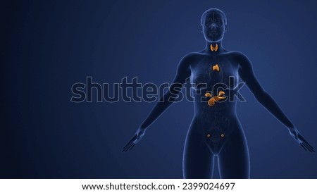 Muscarinic acetylcholine receptor endocrine system in females 3d illustration Stock photo © 