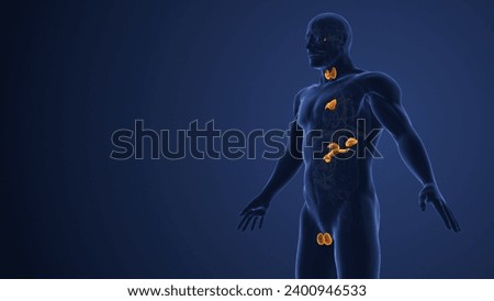 Muscarinic acetylcholine receptor endocrine system in males 3d illustration Stock photo © 