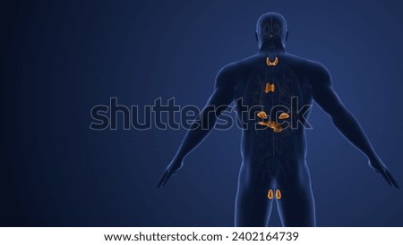 Muscarinic acetylcholine receptor endocrine system in males 3d illustration Stock photo © 