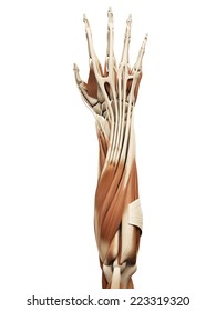 Arm Anatomy Images, Stock Photos & Vectors | Shutterstock